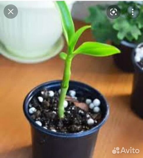 Орхидея дендробиум благородный