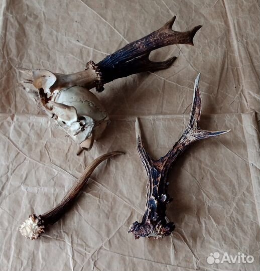 Рога косули