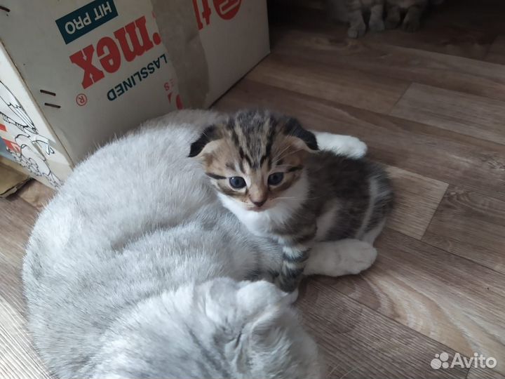 Шотландские котята
