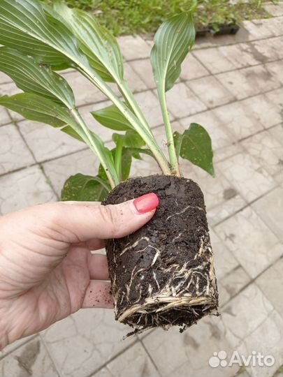 Хоста многолетнее растение для сада