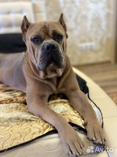 Вязка кабеля амерамерикий булли XL