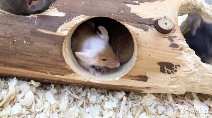 Декоративные мыши