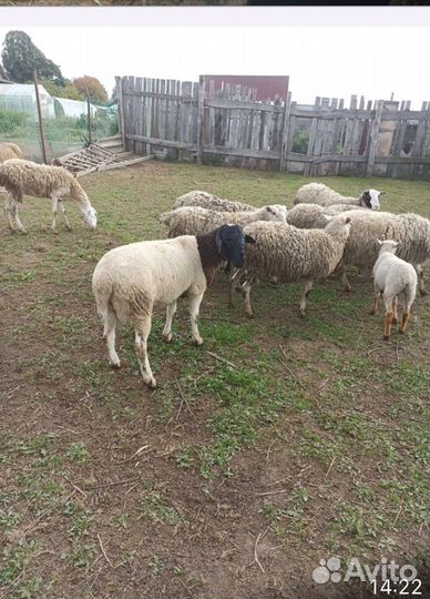 Баран дорпер -продан) остались ягнята и три овцы