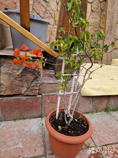 Бугенвиллия orange