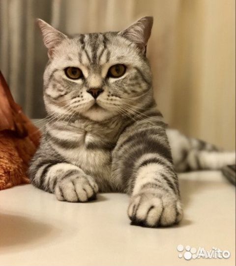 Вязка с шотландским котиком