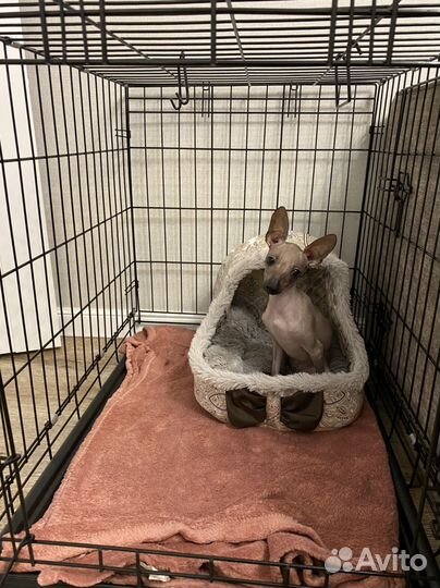 Ксолоитцкуинтли