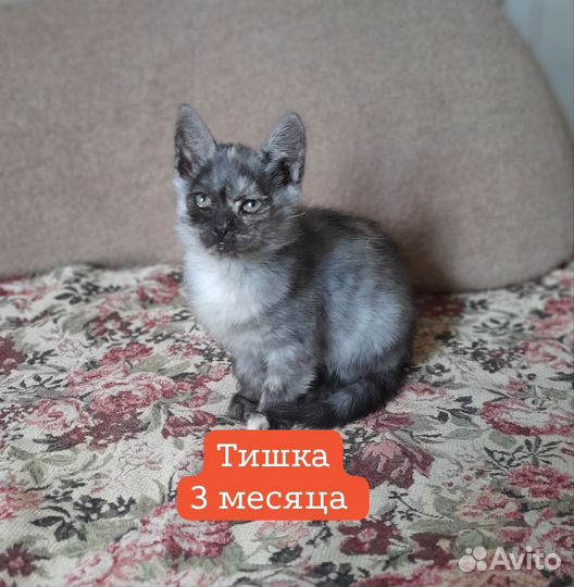 Котята