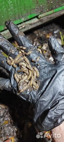 Опарыши для рыбалки 100гр