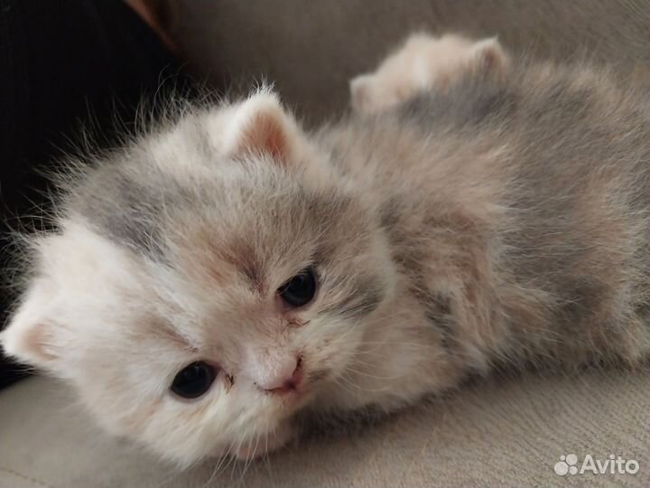 Экзотическая кошка