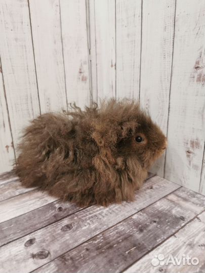 Морская свинка альпака