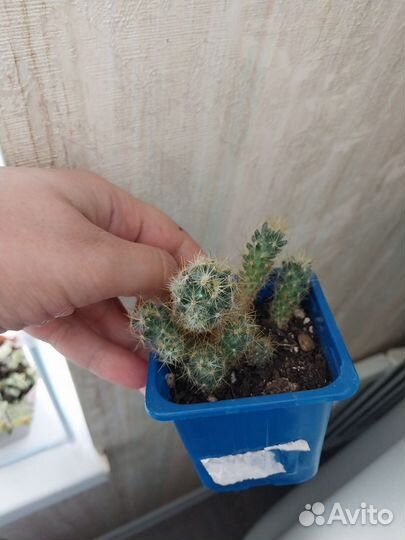 Кактусы маммилярия цветущие с горшком