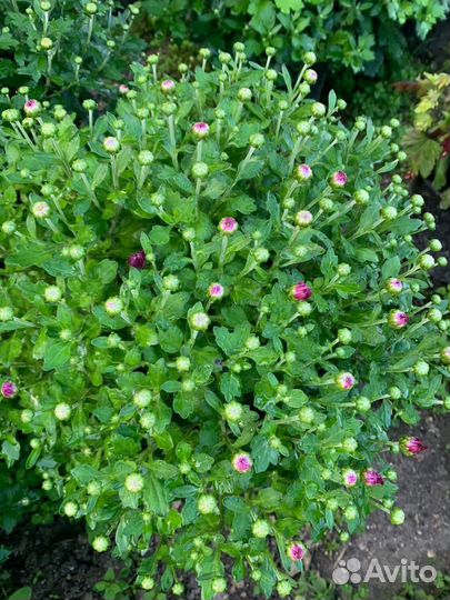 Хризантемы мультифлора