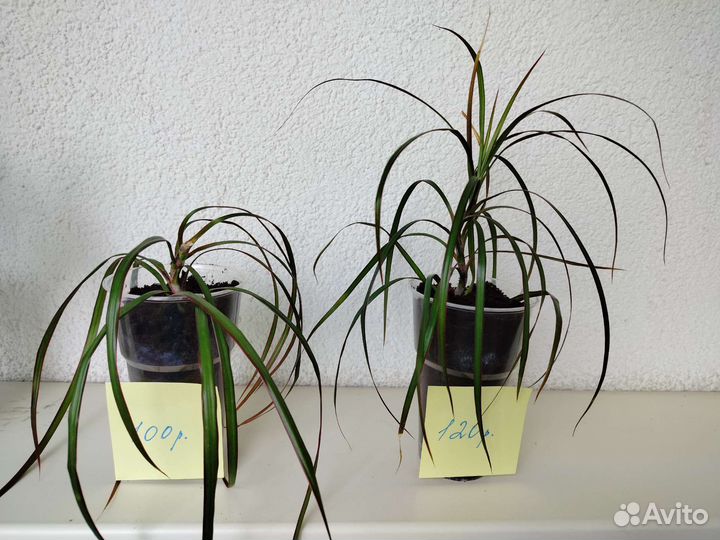 Фикус бенджамина, драцена