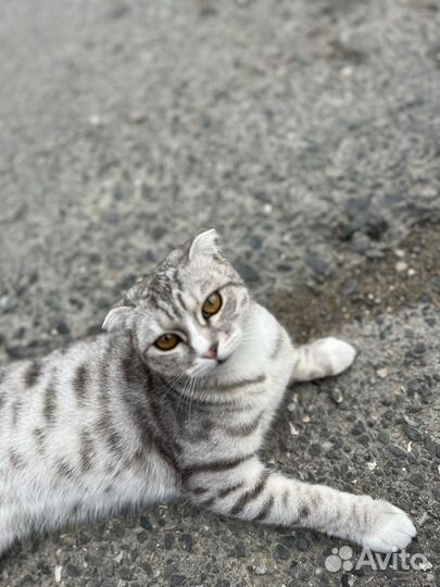 Кошка В добрые руки