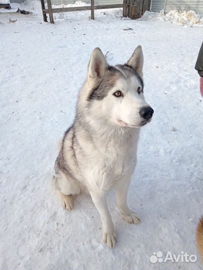 Вольф ищет дом