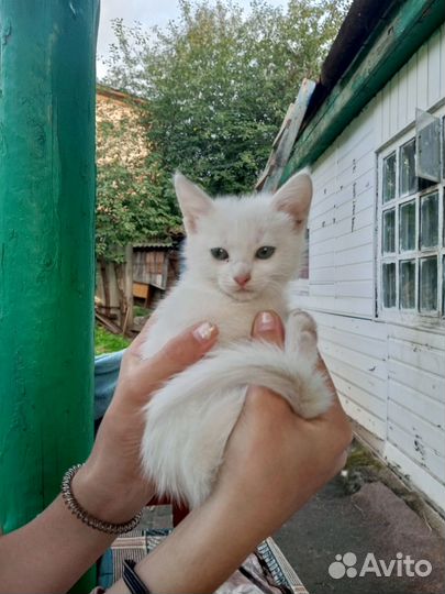 Домашние животные кошки