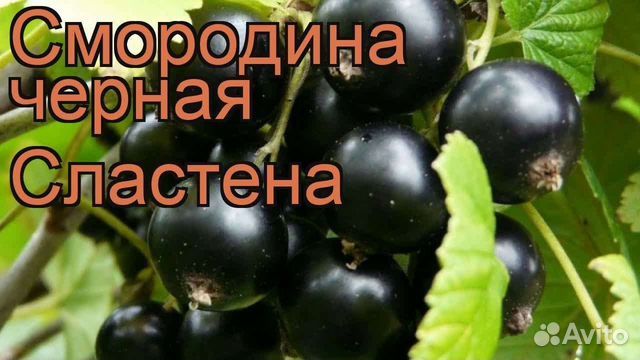 Саженцы чёрной смородины Сластёна