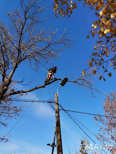 Спил аварийных деревьев, спилить дерево частями
