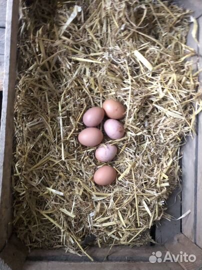 Домашние куриные яйца