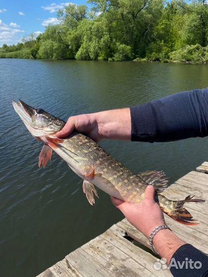 Живая и мороженная щука