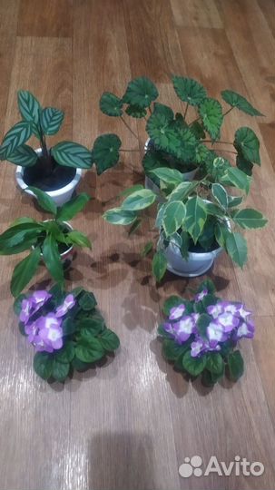 Спатифилум