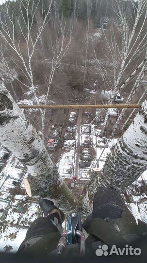 Спил деревьев