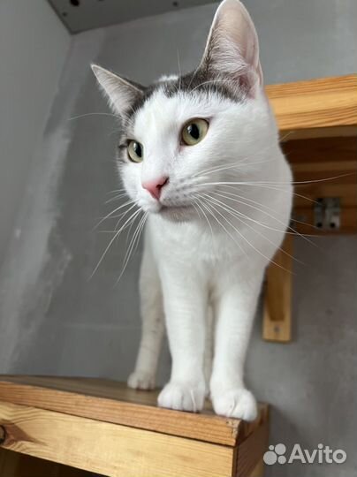 Кот Рико в поисках дома