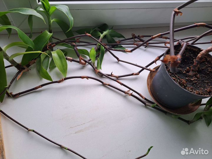 Цветок золотой ус