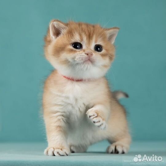 Котята золотые британские шиншиллы