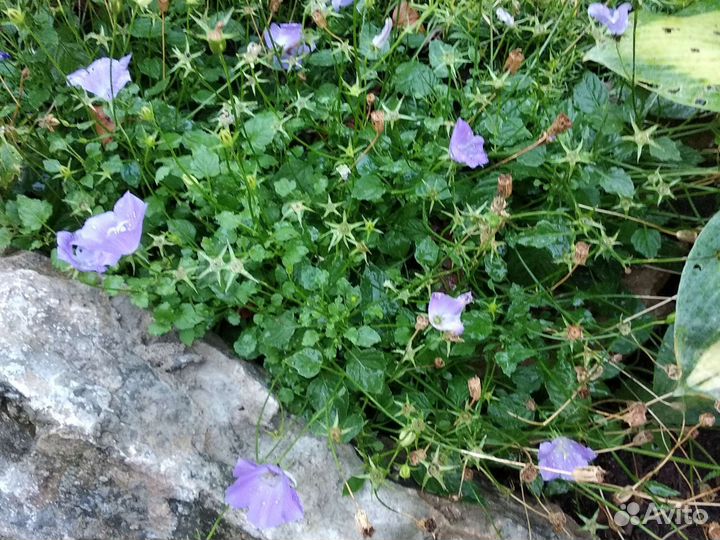 Флокс голубой,колокольчик карпатский