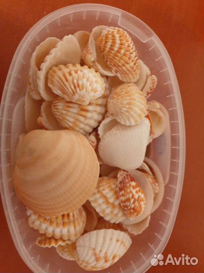 Морские ракушки