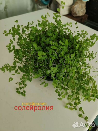 Солейролия