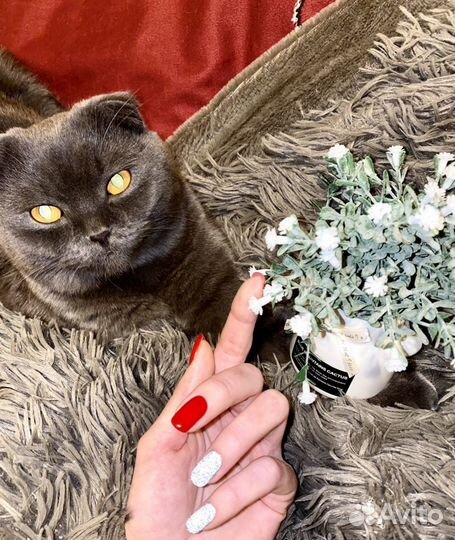 Кот на вязку