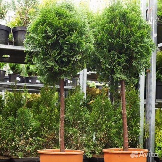 Уличные растения