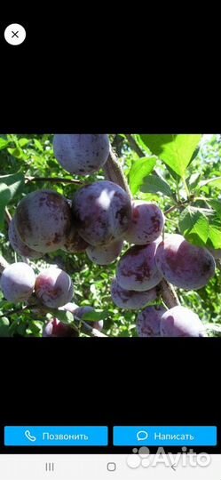 Саженцы сливы
