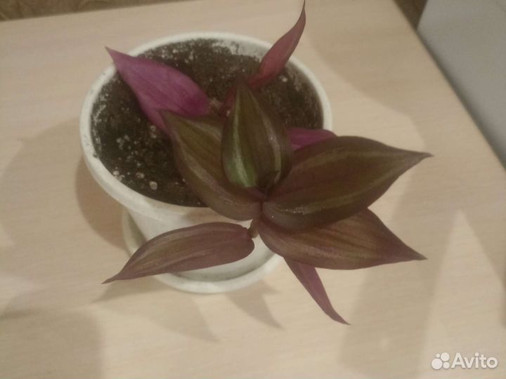 Традесканция