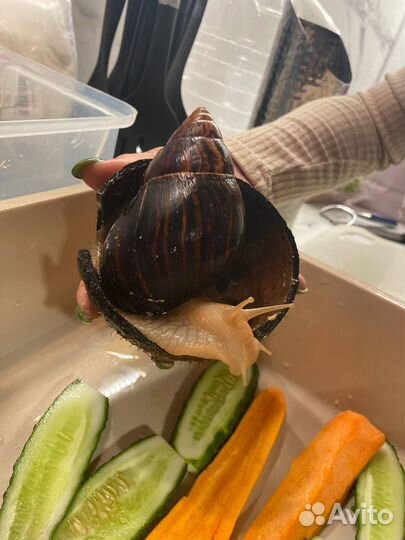 Улитки ахатины имакулята