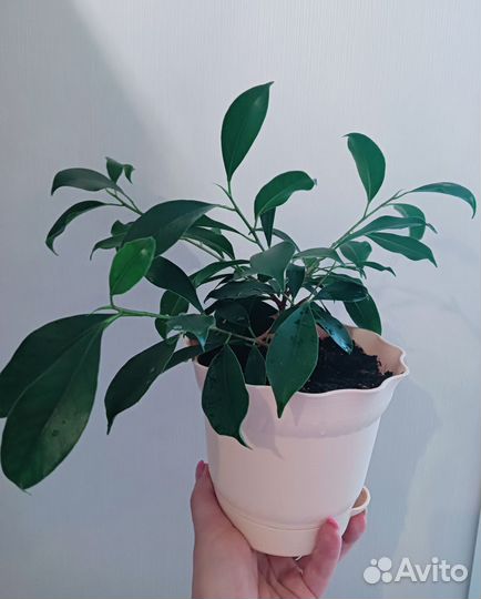 Фикус микрокарпа