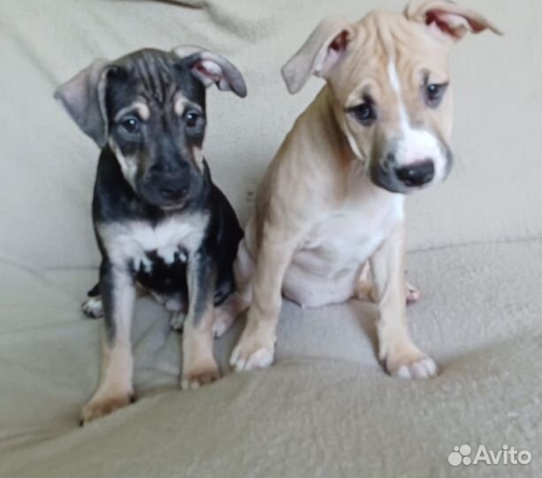 Щенки питбуля