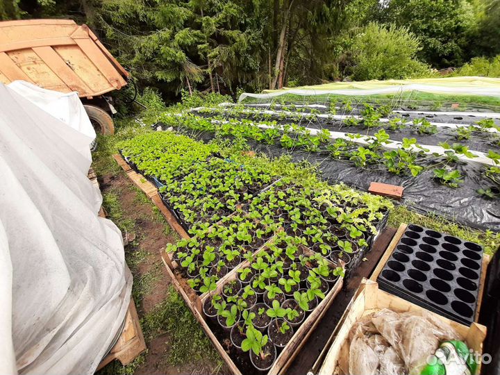 Рассада клубники фриго