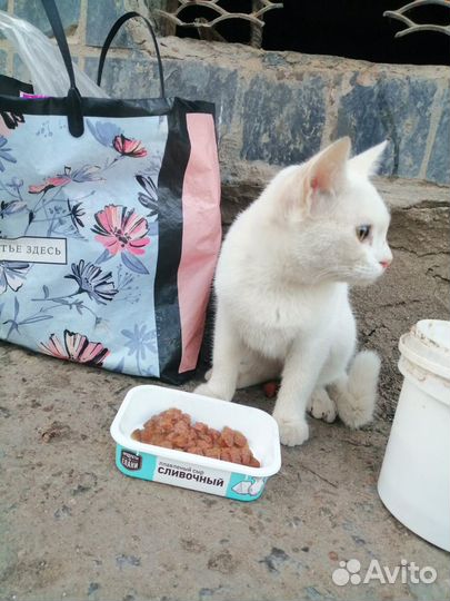 Кошечка в добрые руки