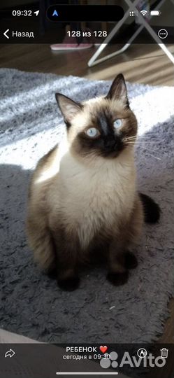 Сиамский кот