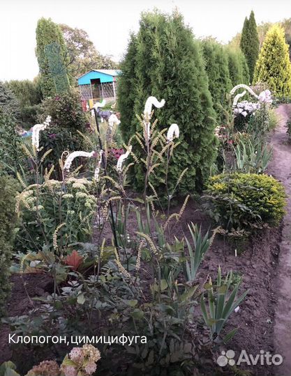 Цветы, для сада, без пересылки, из рук