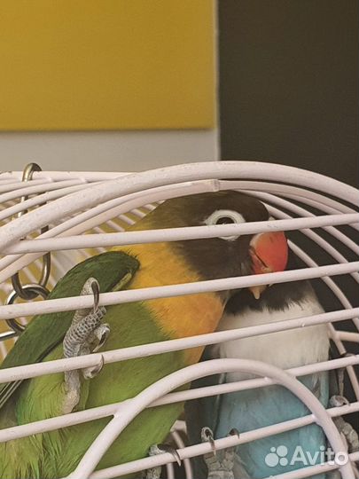 Масковые неразлучники