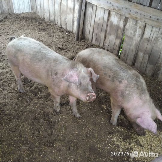 Продам хряка