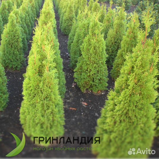 Туя колумна 170 см