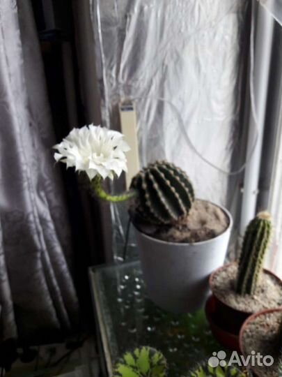 Кактусы и суккуленты