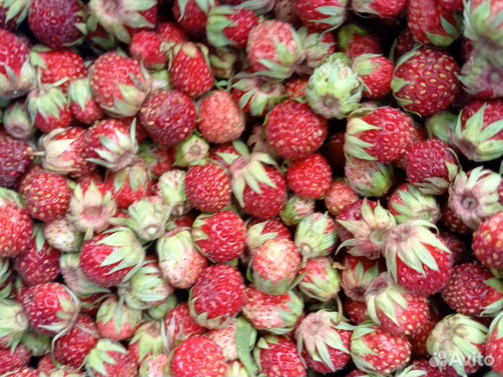 Клубника свежая лесная