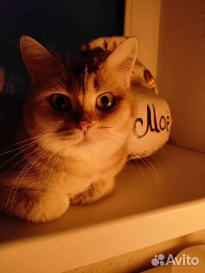 Котята золотая шиншилла