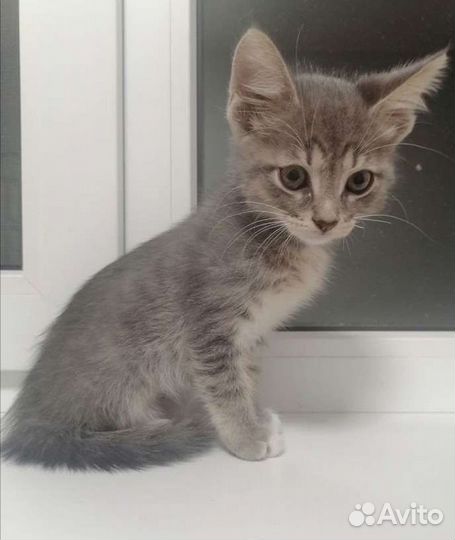 Котята малыши мальчики